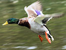 Mallard (WWT Slimbridge 09/09/10) ©Nigel Key