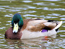 Mallard (WWT Slimbridge 09/09/10) ©Nigel Key