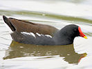 Moorhen (WWT Slimbridge 09/09/10) ©Nigel Key