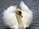 Mute Swan (WWT Slimbridge 09/09/10) ©Nigel Key