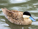 Puna Teal (WWT Slimbridge 09/09/10) ©Nigel Key