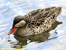 Red-Billed Teal (WWT Slimbridge 09/09/10) ©Nigel Key