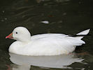 Ross's Goose (WWT Slimbridge 09/09/10) ©Nigel Key