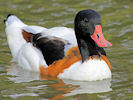 Shelduck (WWT Slimbridge 09/09/10) ©Nigel Key