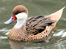 White-Cheeked Pintail (WWT Slimbridge 09/09/10) ©Nigel Key