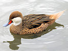 White-Cheeked Pintail (WWT Slimbridge 09/09/10) ©Nigel Key