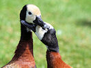 White-Faced Whistling Duck (WWT Slimbridge 09/09/10) ©Nigel Key