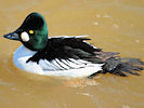 Goldeneye (WWT Slimbridge 22/04/10) ©Nigel Key