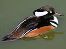 Hooded Merganser (WWT Slimbridge 22/04/10) ©Nigel Key