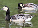 Barnacle Goose (WWT Slimbridge 22/08/10) ©Nigel Key