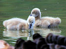 Black Swan (WWT Slimbridge 22/08/10) ©Nigel Key