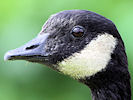 Canada Goose (WWT Slimbridge 22/08/10) ©Nigel Key