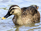 Spot-Billed Duck (WWT Slimbridge 22/08/10) ©Nigel Key