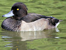 Greater Scaup (WWT Slimbridge 22/08/10) ©Nigel Key