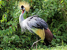 Grey-Crowned Crane (WWT Slimbridge 22/08/10) ©Nigel Key