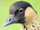 Hawaiian Goose (WWT Slimbridge 22/08/10) ©Nigel Key