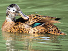 Laysan Duck (WWT Slimbridge 22/08/10) ©Nigel Key