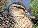 Mallard (WWT Slimbridge 22/08/10) ©Nigel Key