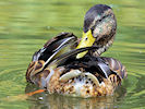 Mallard (WWT Slimbridge 22/08/10) ©Nigel Key