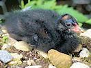 Moorhen (WWT Slimbridge 22/08/10) ©Nigel Key