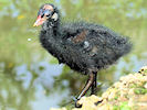 Moorhen (WWT Slimbridge 22/08/10) ©Nigel Key