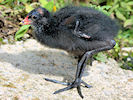 Moorhen (WWT Slimbridge 22/08/10) ©Nigel Key