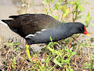 Moorhen (WWT Slimbridge 22/08/10) ©Nigel Key