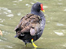 Moorhen (WWT Slimbridge 22/08/10) ©Nigel Key