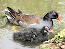 Moorhen (WWT Slimbridge 22/08/10) ©Nigel Key