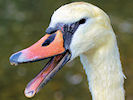 Mute Swan (WWT Slimbridge 22/08/10) ©Nigel Key