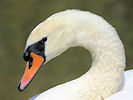 Mute Swan (WWT Slimbridge 22/08/10) ©Nigel Key