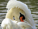 Mute Swan (WWT Slimbridge 22/08/10) ©Nigel Key