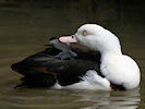 Radjah Shelduck (WWT Slimbridge 22/08/10) ©Nigel Key