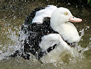 Radjah Shelduck (WWT Slimbridge 22/08/10) ©Nigel Key