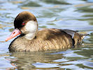 Red-Crested Pochard (WWT Slimbridge 22/08/10) ©Nigel Key