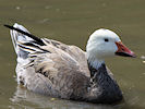 Snow Goose (WWT Slimbridge 22/08/10) ©Nigel Key