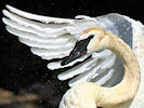 Trumpeter Swan (WWT Slimbridge 22/08/10) ©Nigel Key