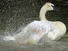 Trumpeter Swan (WWT Slimbridge 22/08/10) ©Nigel Key