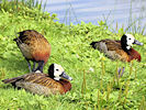 White-Faced Whistling Duck (WWT Slimbridge 22/08/10) ©Nigel Key