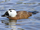 White-Headed Duck (WWT Slimbridge 22/08/10) ©Nigel Key