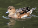 American Wigeon (WWT Slimbridge 01/10/11) ©Nigel Key