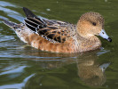 American Wigeon (WWT Slimbridge 01/10/11) ©Nigel Key