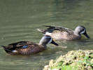 Blue-Winged Teal (WWT Slimbridge 01/10/11) ©Nigel Key