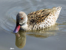 Cape Teal (WWT Slimbridge 01/10/11) ©Nigel Key