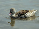 Cape Teal (WWT Slimbridge 01/10/11) ©Nigel Key