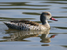 Cape Teal (WWT Slimbridge 01/10/11) ©Nigel Key