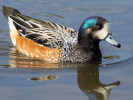 Chiloe Wigeon (WWT Slimbridge 01/10/11) ©Nigel Key