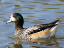 Chiloe Wigeon (WWT Slimbridge 01/10/11) ©Nigel Key