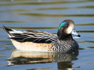 Chiloe Wigeon (WWT Slimbridge 01/10/11) ©Nigel Key