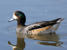 Chiloe Wigeon (WWT Slimbridge 01/10/11) ©Nigel Key